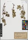 Foto von Salix glabra Scop.